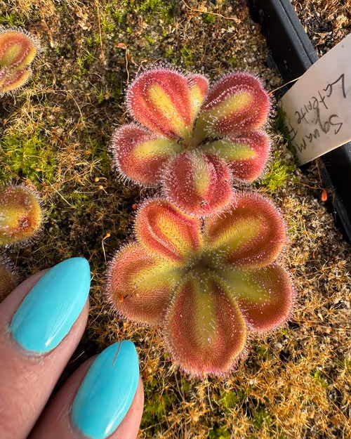 Drosera squamosa
