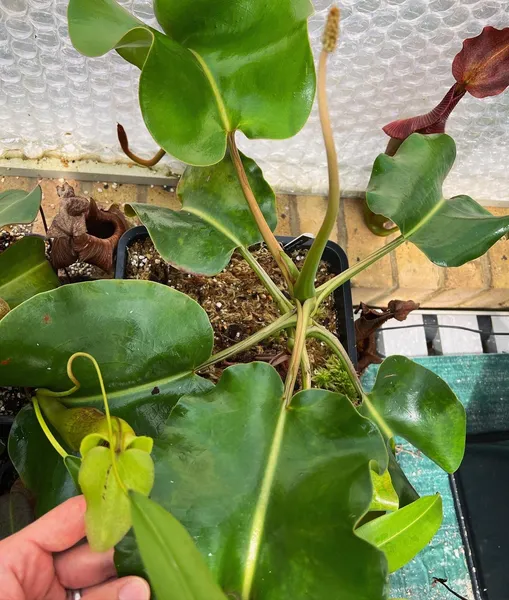 Nepenthes robcantleyi: Emerging female inflorescence - this grew to be nearly 2 metres tall.