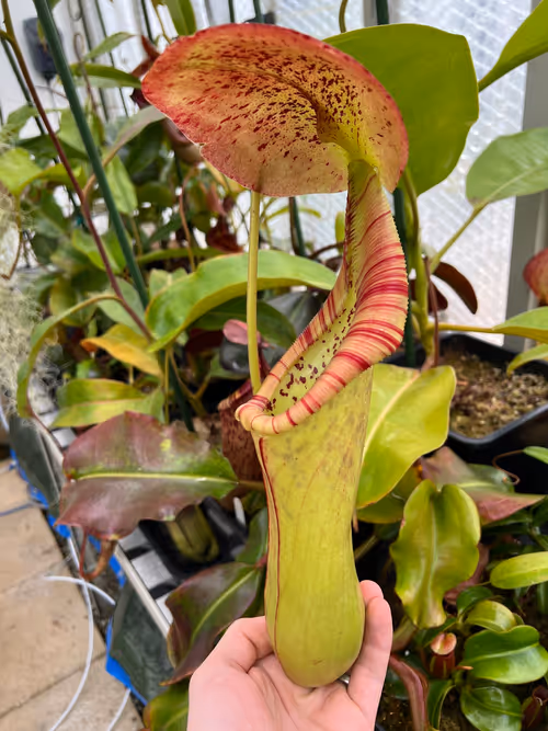 Enormous pitcher on Nepenthes truncata x ephippiata!