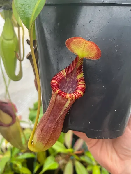 Nepenthes lowii x edwardsiana: Even as a young plant, the pitchers exhibit stunning colour and dentition