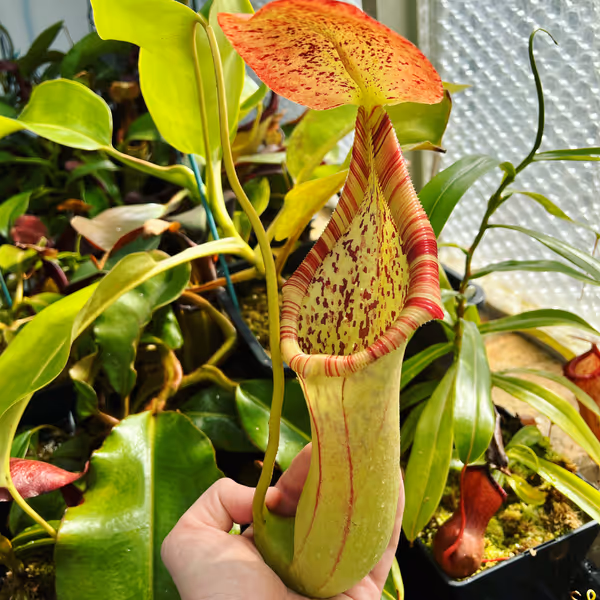 Nepenthes truncata x ephippiata: Even immature pitchers like these are huge