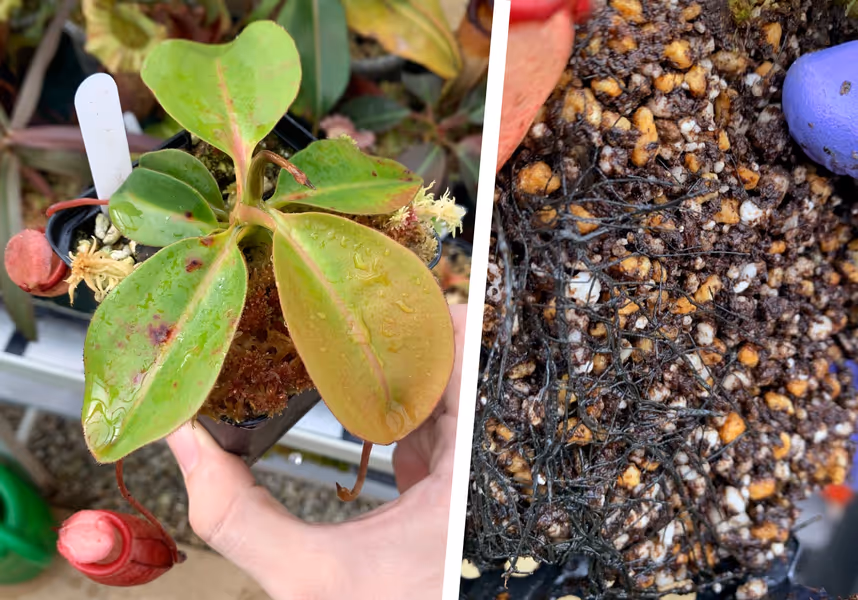 Nepenthes rajah: Extensive root development on one of my small N. rajah plants