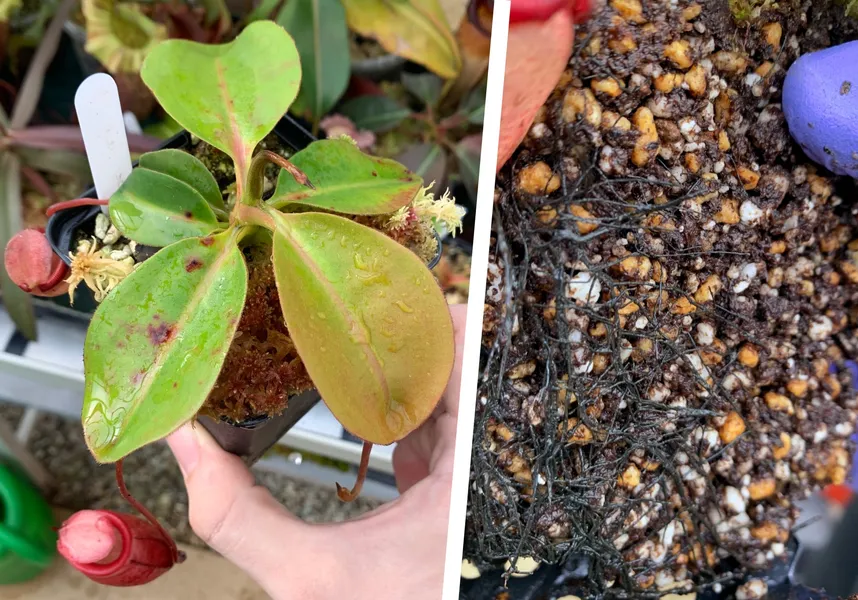 Nepenthes rajah: Extensive root development on one of my small N. rajah plants