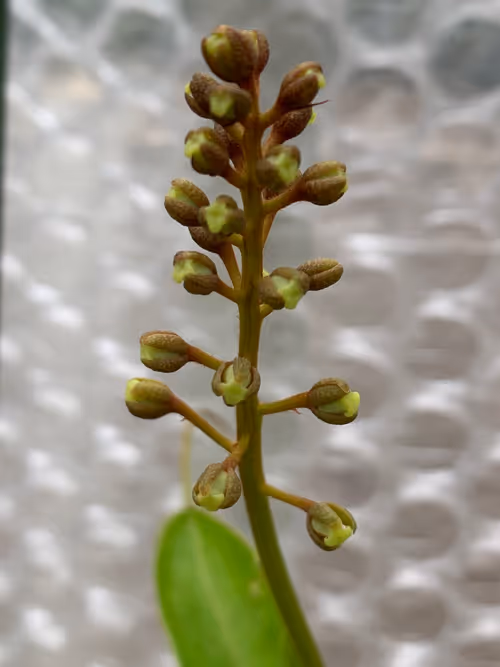 Female Nepenthes flowers opening