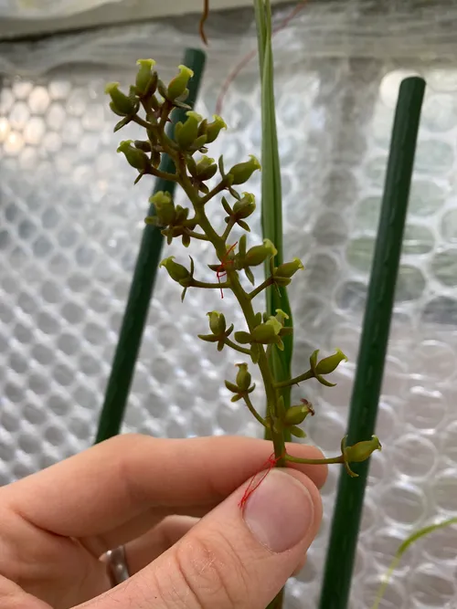 Female Nepenthes flowers swelling, some time after being pollinated.