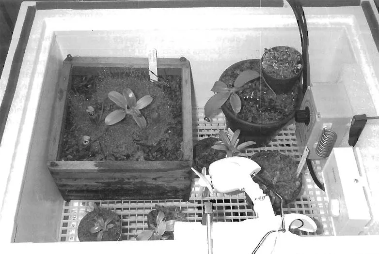 Figure 1 - The ultra-highland environmental chamber with the transparent cover and overhanging lights removed to show the placement of the plants.