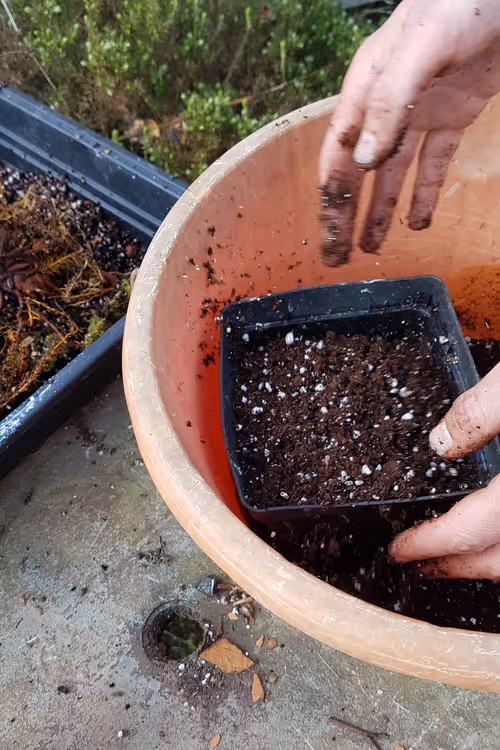 Fill a pot with compost. It should be about 2-3 times the length of the rhizome on the plant you are potting up
