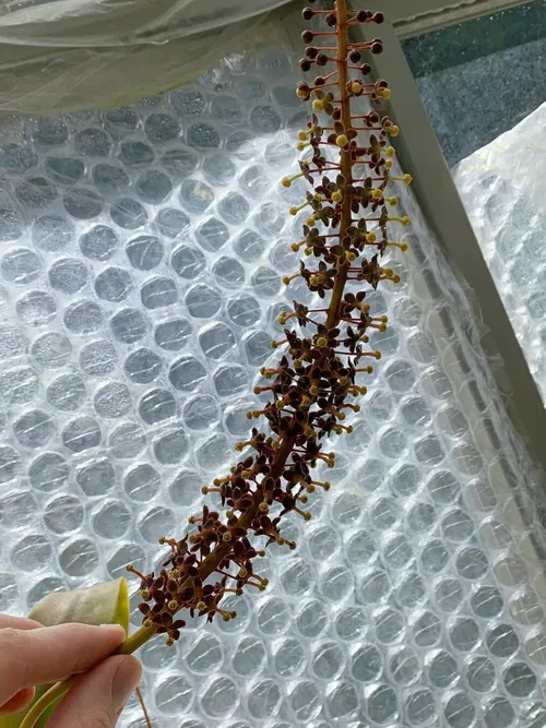 Flowers on a male Nepenthes producing yellow pollen.