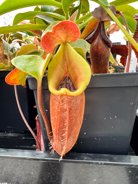 Nepenthes nebularum: Fresh pitcher, back when the plant was smaller