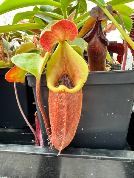 Nepenthes nebularum: Fresh pitcher, back when the plant was smaller