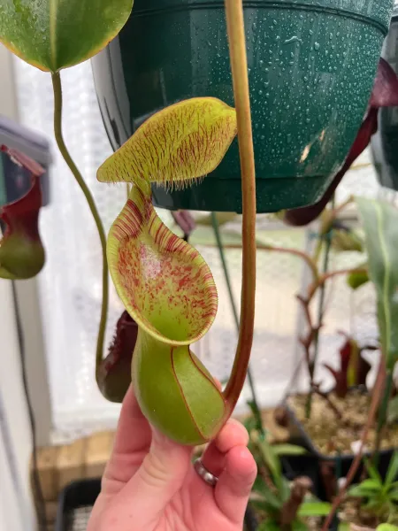 Nepenthes lowii: Fresh upper pitcher on my seed-grown N. lowii