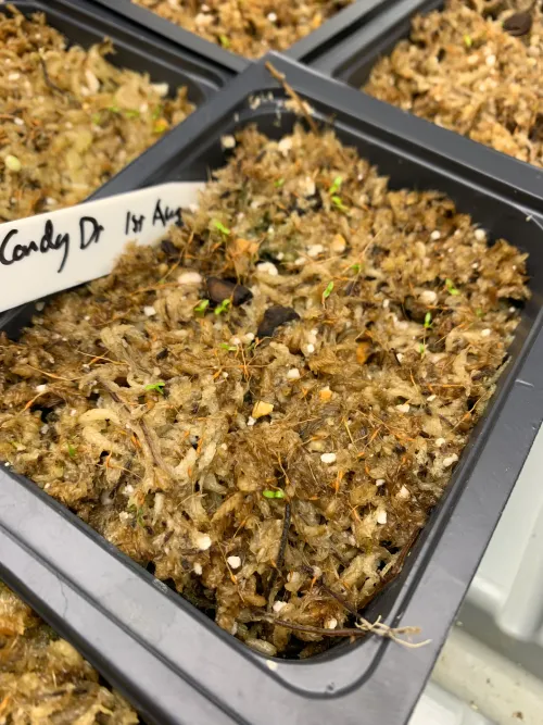 Freshly germinated Nepenthes seedlings, with tiny cotyledons