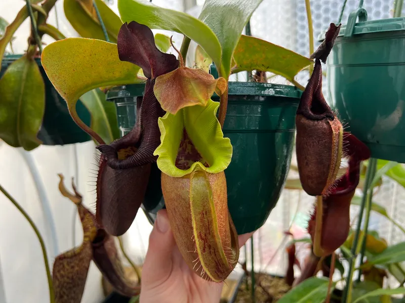 Nepenthes nebularum: Freshly opened pitcher - note the solitary stripe on the yellow peristome