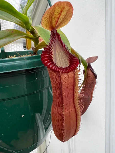 Nepenthes hamata x edwardsiana: Freshly opened pitcher on N. hamata x edwardsiana, from seed