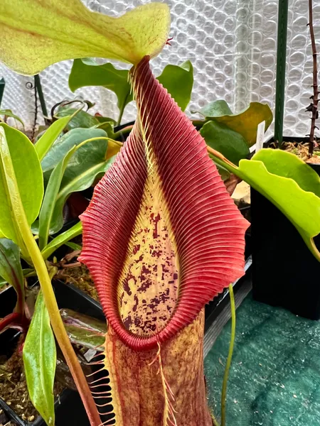 Nepenthes singalana: Freshly popped lower pitcher on my Belirang plant, from Borneo Exotics (BE-3170).