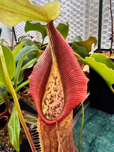 Nepenthes singalana: Freshly popped lower pitcher on my Belirang plant, from Borneo Exotics (BE-3170)