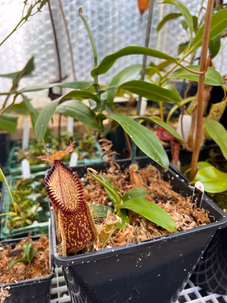 Nepenthes hamata: Freshly repotted - the main growth point is reaching the point where I'd typically cut it, to encourage basals like the one you see at the base