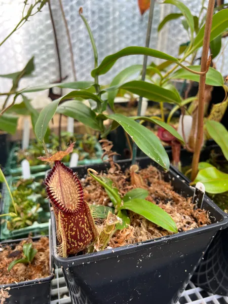 Nepenthes hamata: Freshly repotted - the main growth point is reaching the point where I'd typically cut it, to encourage basals like the one you see at the base