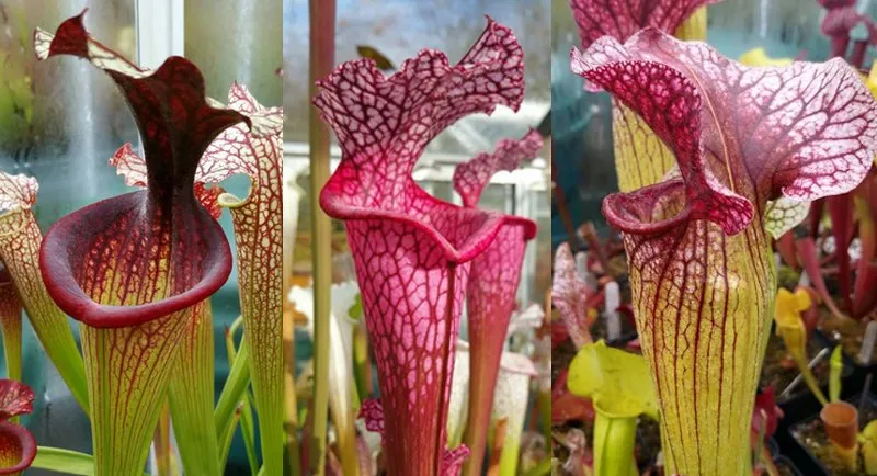 From left to right: S. x moorei 'Esme Cowlard' (H192); S. leucophylla 'Ruby Joyce' (L129); S. x moorei 'Adrian Slack' crossed with S. purpurea var. burkii.