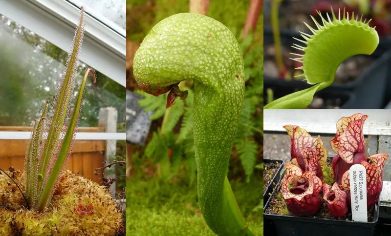 From left to right, top to bottom: Drosera regia (the king sundew), Darlingtonia californica (the cobra lily), Dionaea muscipula (the Venus flytrap), and S. purpurea 'Belly of Blood'.