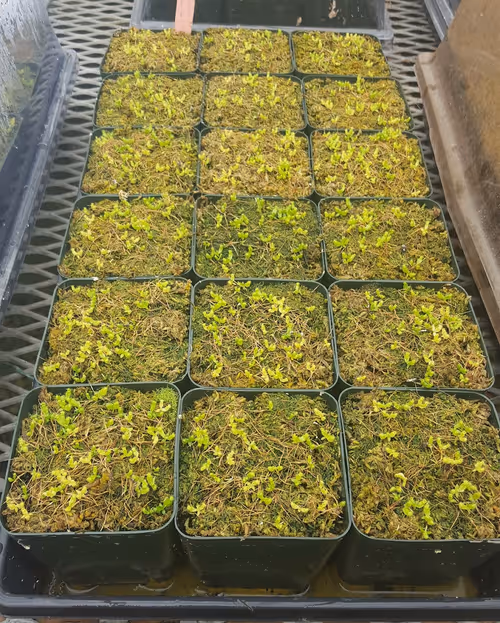 Germination of Nepenthes seeds at Predatory Plants