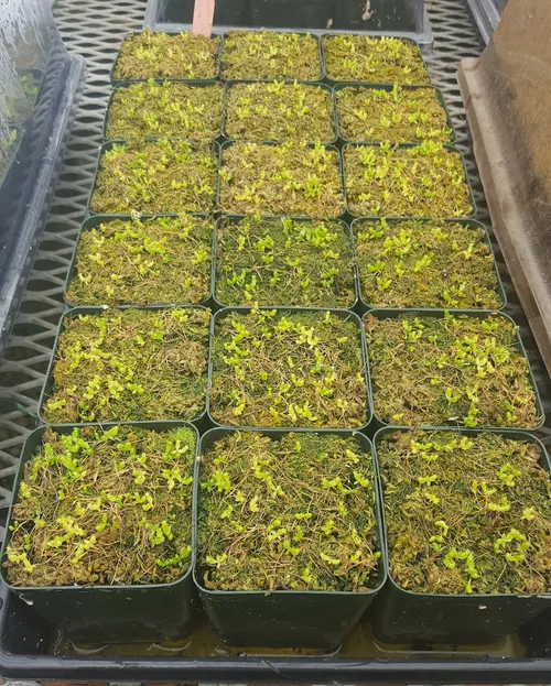 Germination of Nepenthes seeds at Predatory Plants