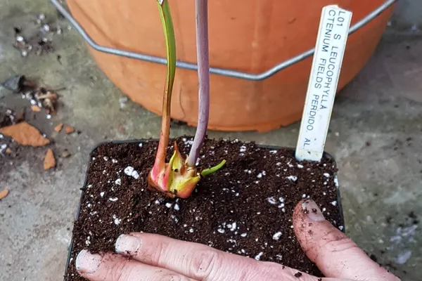 Divide and repot Sarracenia pitcher plants