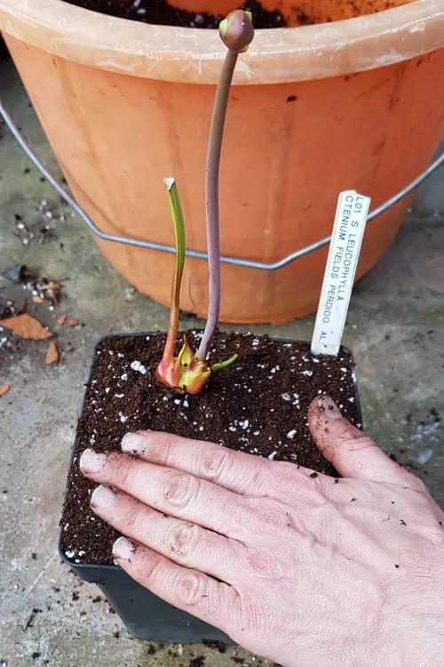 Give it a final firm up, add a plant label, and put the pot in some water.