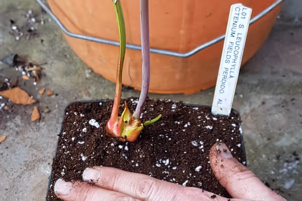 Divide and repot Sarracenia pitcher plants