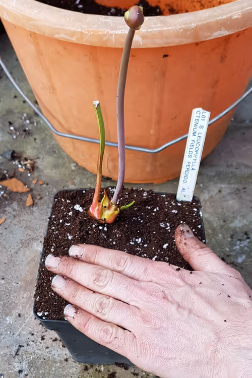 Give it a final firm up, add a plant label, and put the pot in some water