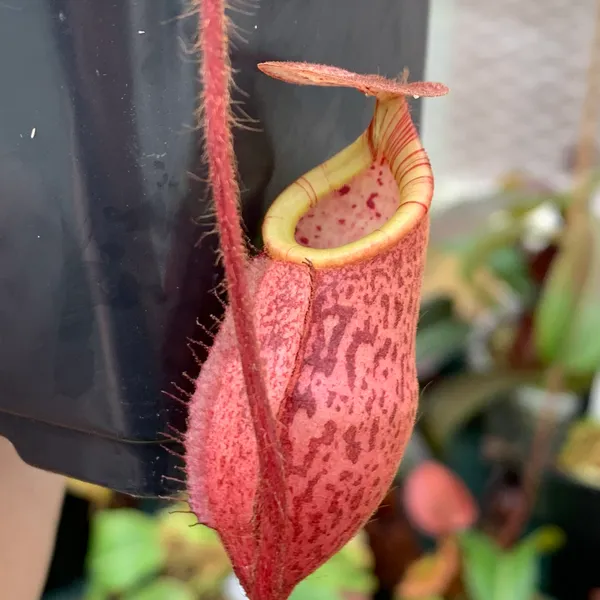 Nepenthes peltata: Hairy tendril and lovely red coloration on N. peltata.