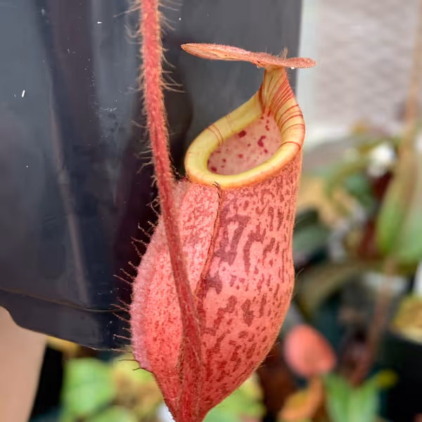 Nepenthes peltata: Hairy tendril and lovely red coloration on N. peltata