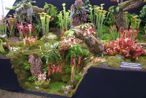 Hampshire Carnivorous Plants display at Tatton Flower Show in 2007