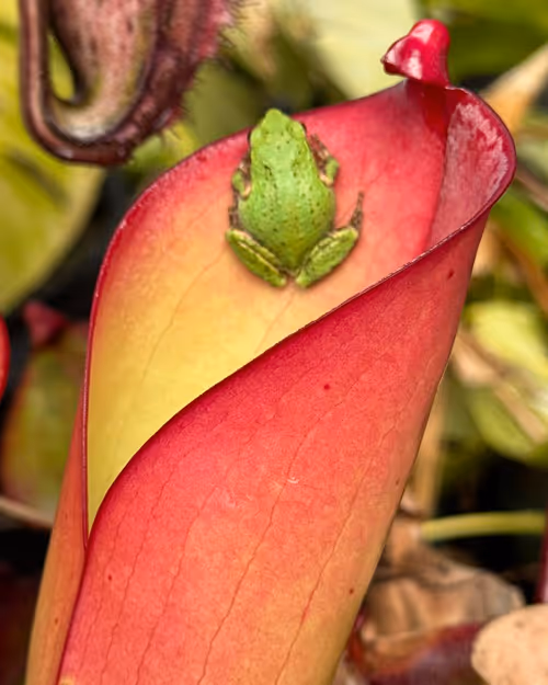 Heliamphora visited by Pacific chorus frog