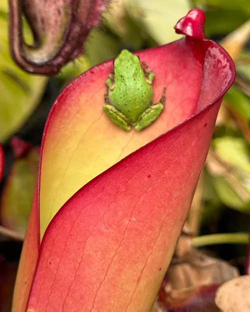 Heliamphora visited by Pacific chorus frog