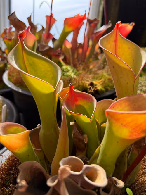 Heliamphora, the 'sun pitchers'