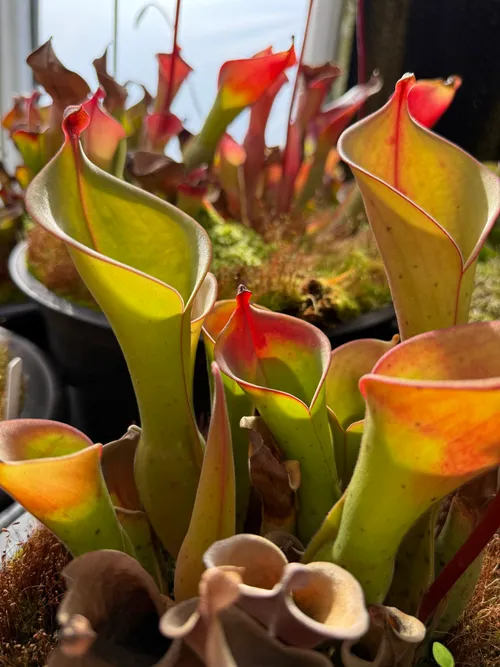 Heliamphora, the 'sun pitchers'
