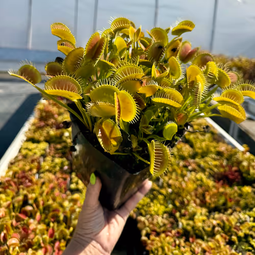 Huge clump of Dionaea muscipula, the Venus Flytrap
