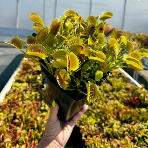 Huge clump of Dionaea muscipula, the Venus Flytrap