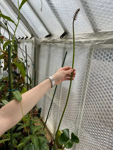 Nepenthes robcantleyi: Huge flower stalk that's still got a while to grow before becoming receptive!