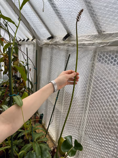 Nepenthes robcantleyi: Huge flower stalk that's still got a while to grow before becoming receptive!