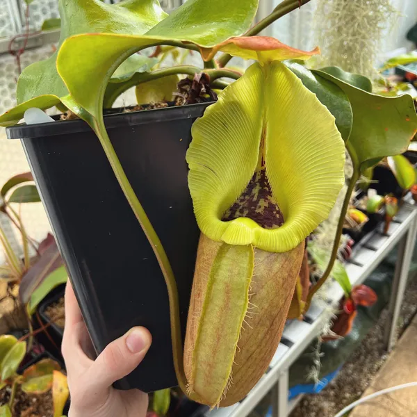 Nepenthes robcantleyi: Huge pitcher on N. robcantleyi, BE-3517.