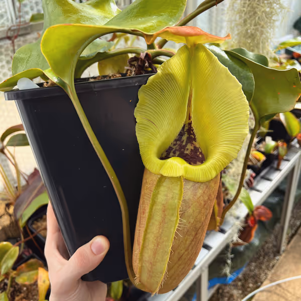 Nepenthes robcantleyi: Huge pitcher on N. robcantleyi, BE-3517