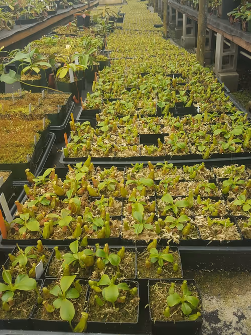 Hundreds of Nepenthes seedlings at the Predatory Plants greenhouses!
