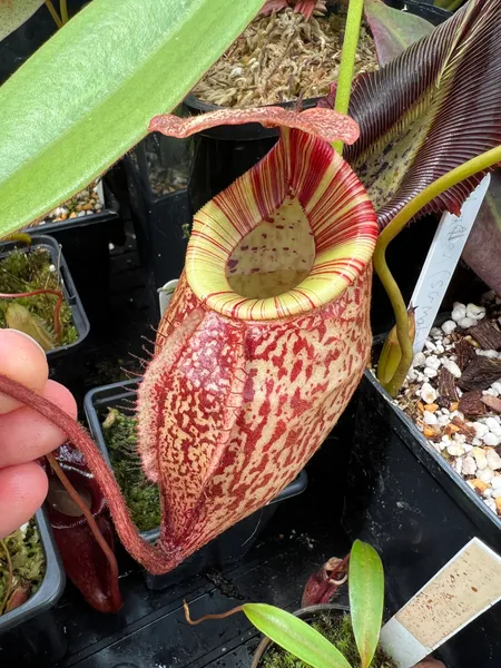 Nepenthes peltata: I also like how wide the peristome is on this individual