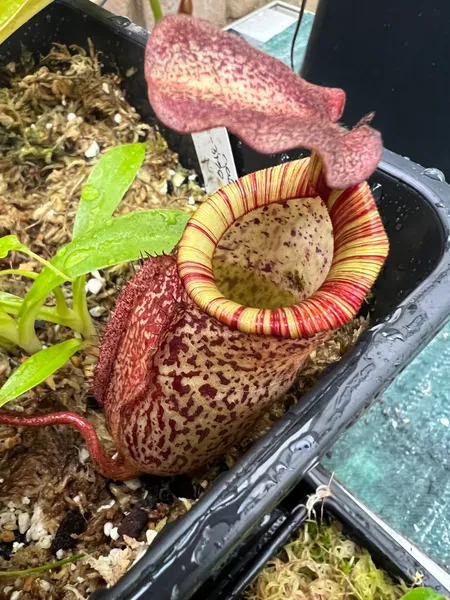 Nepenthes peltata: I have a suspicion that the pitchers inflate to be tubbier when they do so on - or submerged in - a bed of moss, rather than hanging
