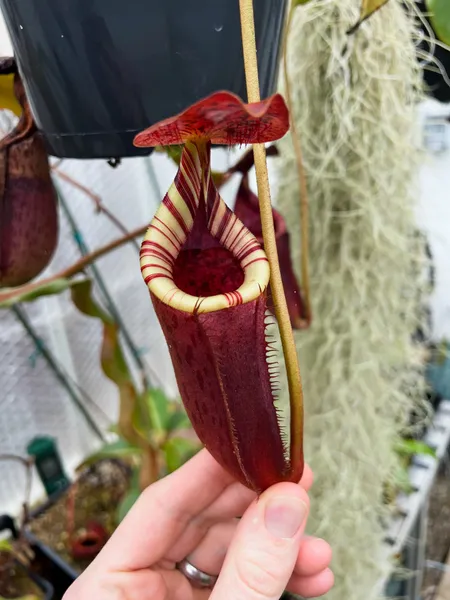 Nepenthes burbidgeae x lowii: I like how 'neat' the pitchers are - all-red body, short wings, and a great contrast between peristome and pitcher body