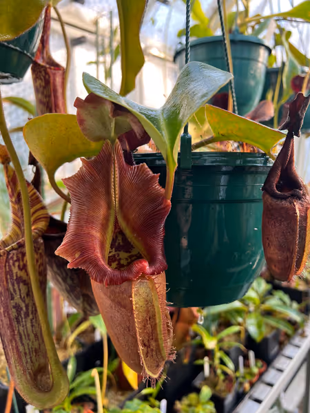 Nepenthes nebularum: I love the flared peristome on this species. This is clone 5 from Wistuba