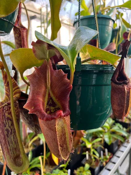 Nepenthes nebularum: I love the flared peristome on this species. This is clone 5 from Wistuba