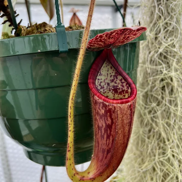 Nepenthes glandulifera